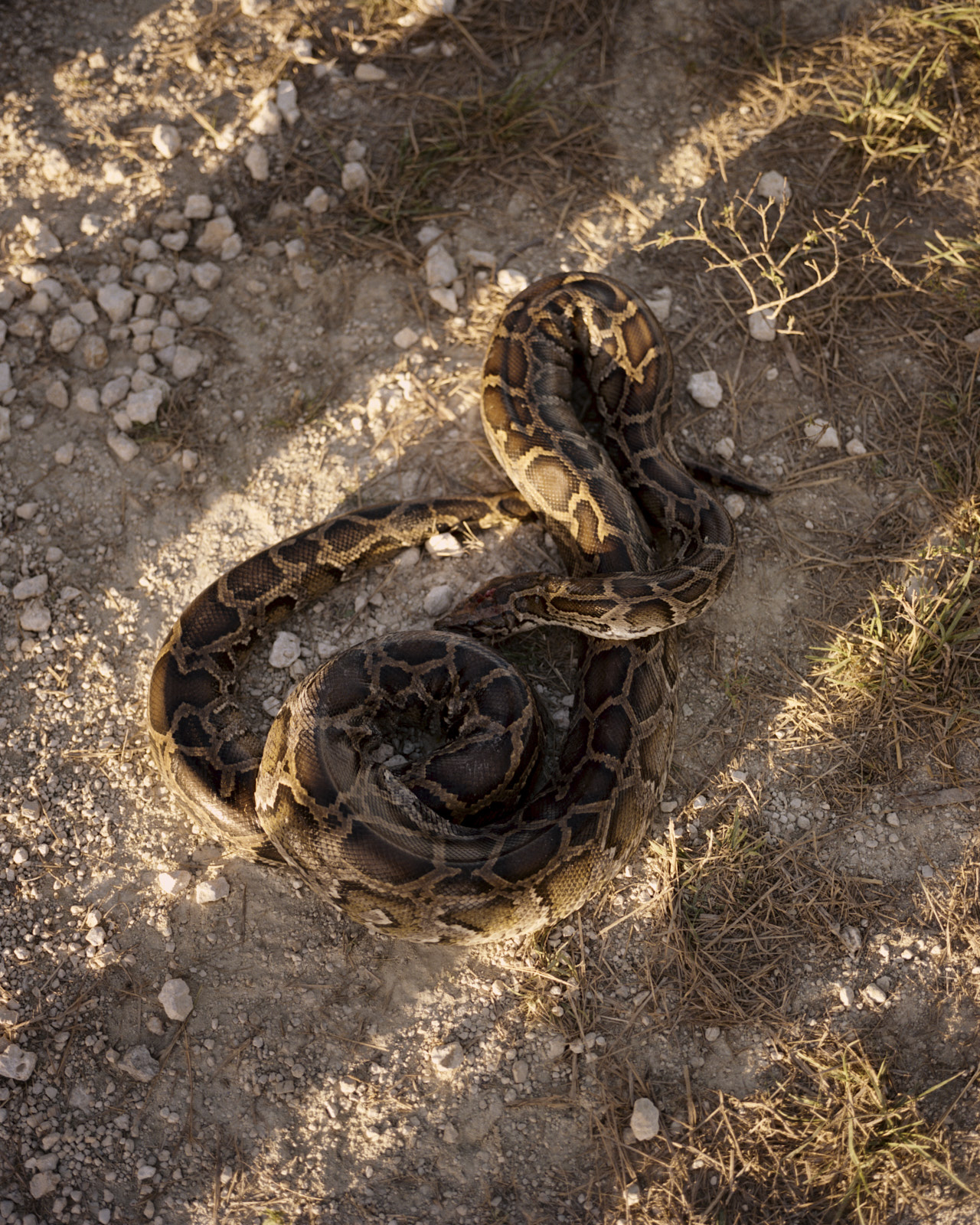 Hunting invasive Burmese python in Southern Florida Everglades. Documentary photos shot on Kodak film