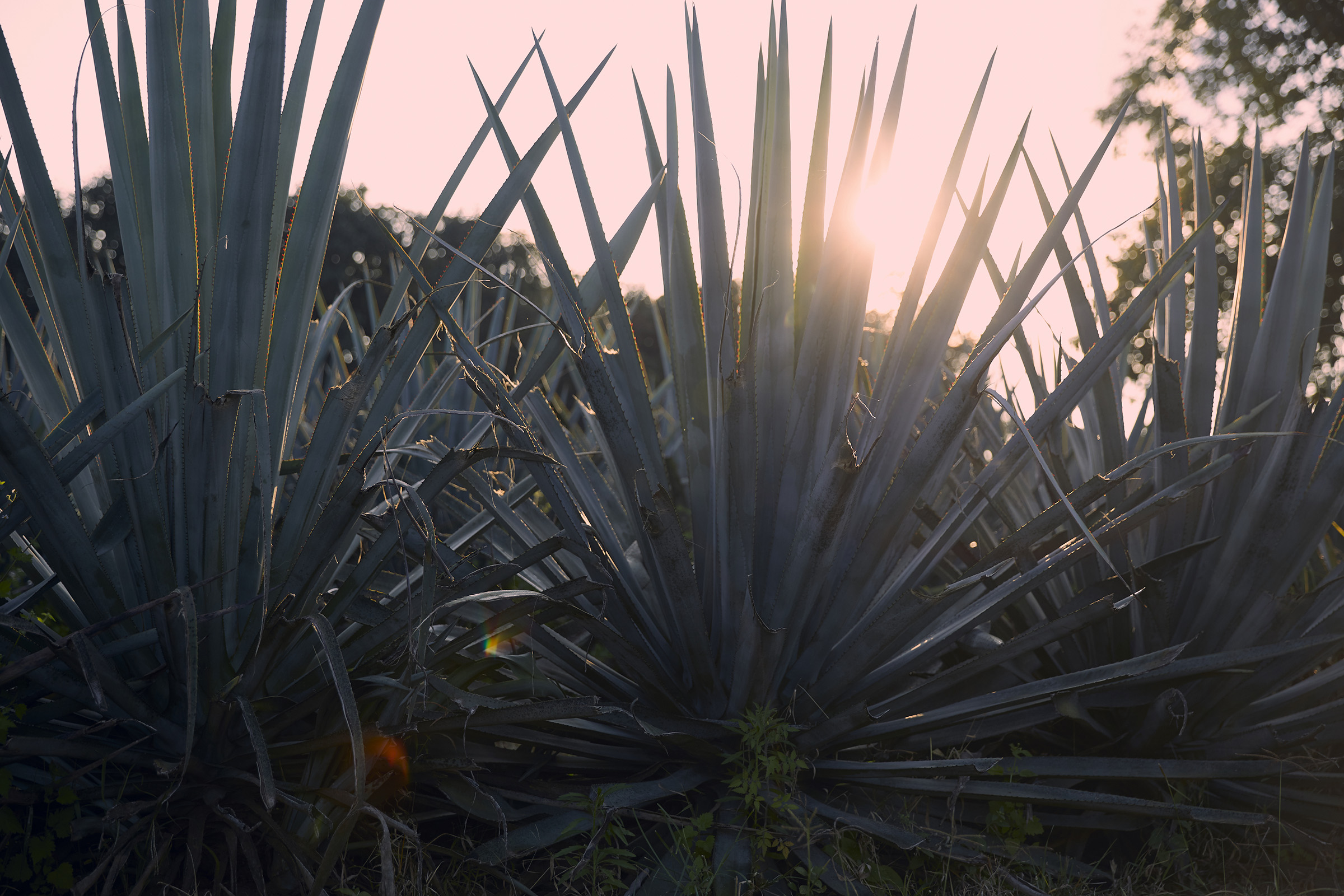 Documented the tequila making process in Jalisco, Mexico and helped build brand recognition with an emerging boutique tequila by traveling through Mexico and capturing different aspects of “taking it slow”