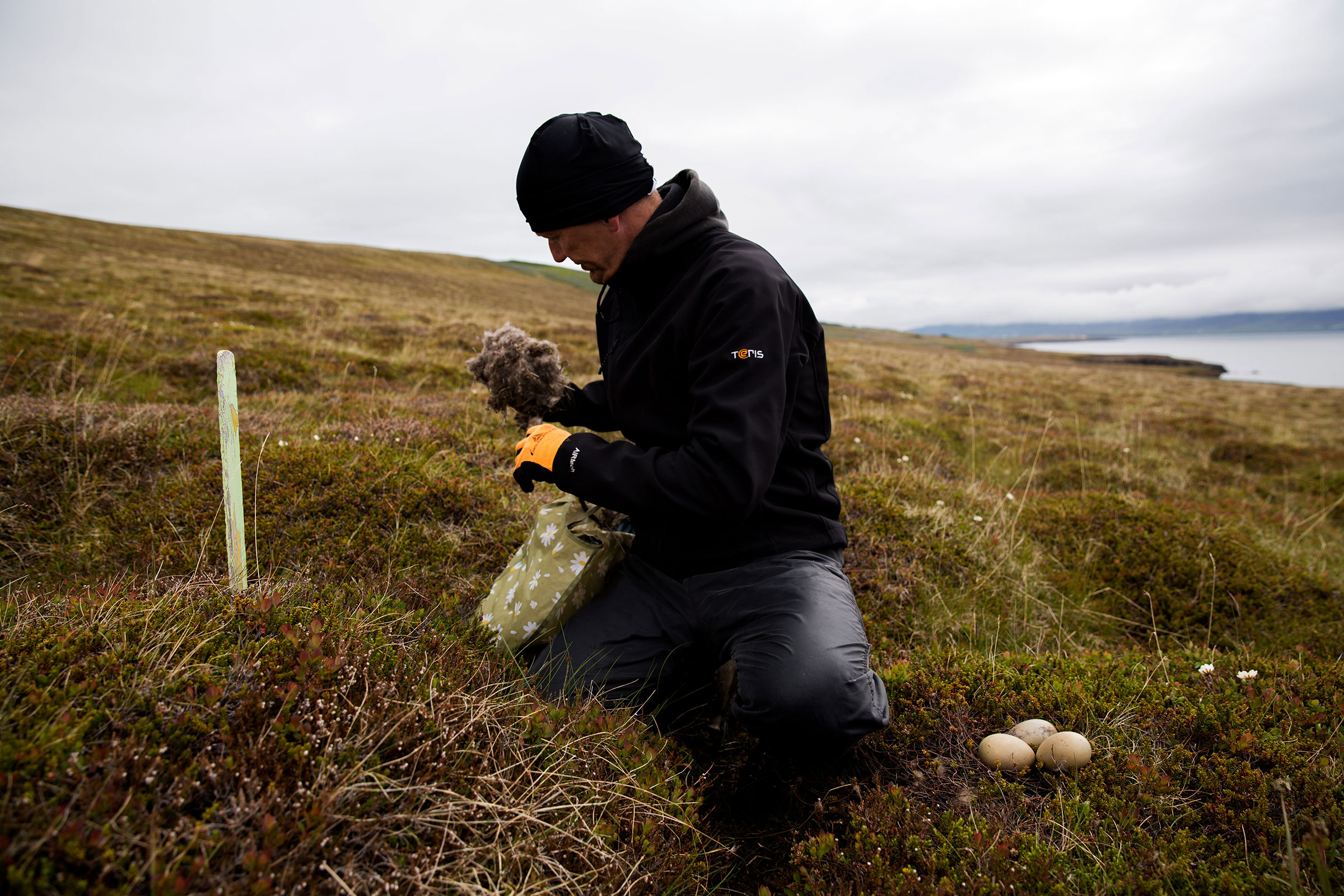 Documenting a tradition and local way of life in Hrisey, Iceland. Farmers harvest eider down by collecting every used nest and gather it for resale.