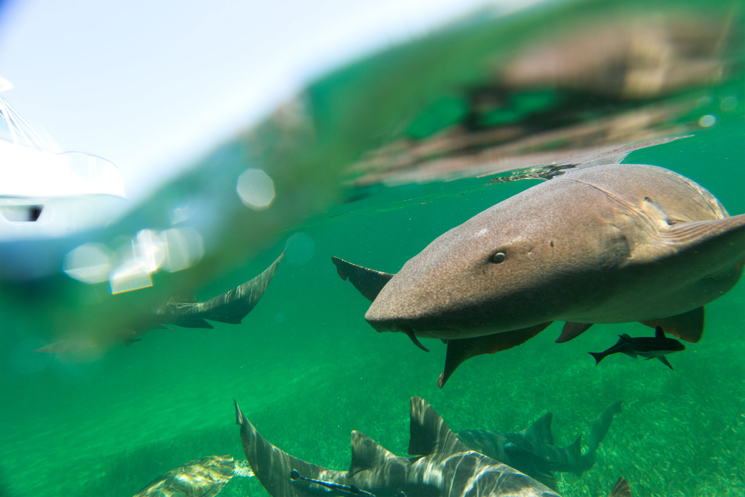 shark-5