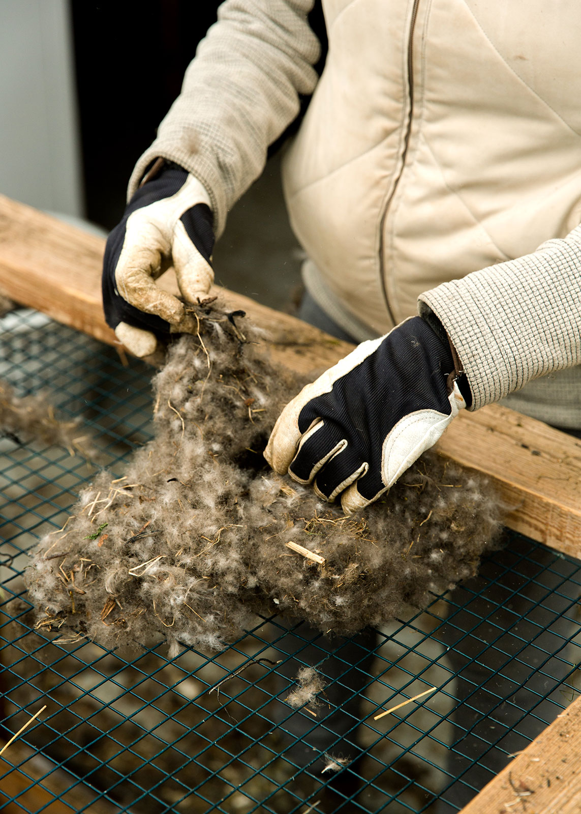 Documenting a tradition and local way of life in Hrisey, Iceland. Farmers harvest eider down by collecting every used nest and gather it for resale.